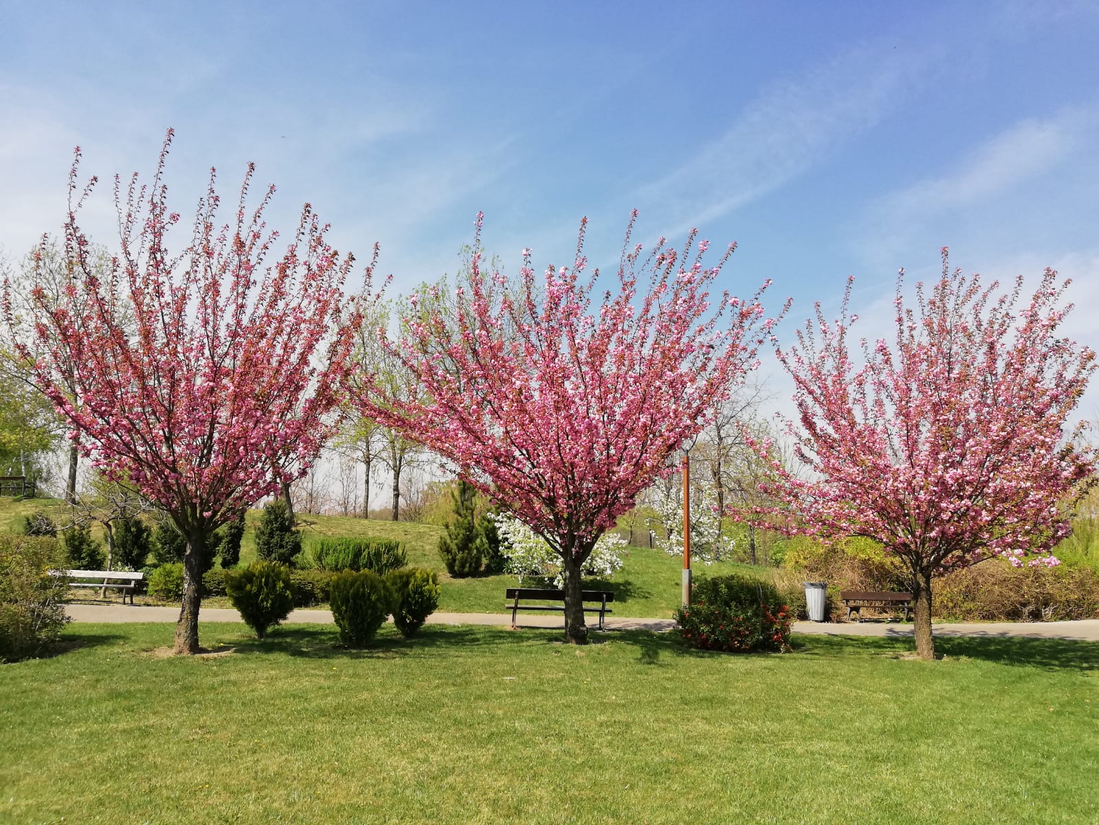 Imagine Parcul Dendrologic din Chitila