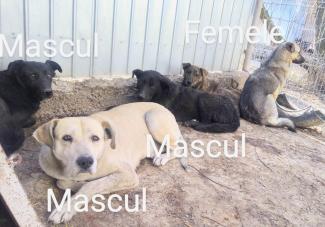 Poză