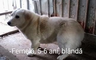 Femelă 5-6 ani, culoare crem, talie mijlocie, stare general moderată, examen clinic sănătos;