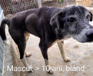 Mascul 10 ani, culoare negru + alb, talie mare, stare general moderată, examen clinic sănătos;